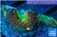 Acanthastrea tricolor 1-2 cm WYSIWYG acclimaté
