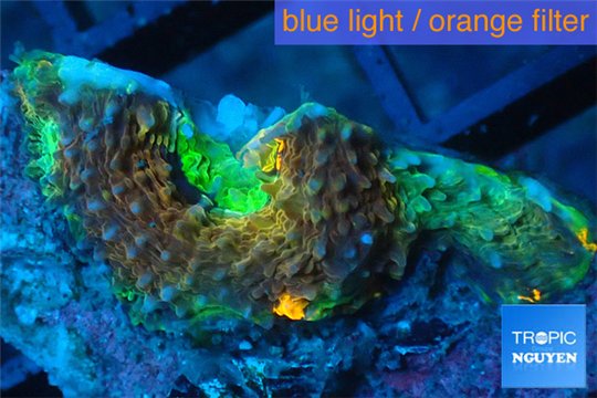 Acanthastrea tricolor 1-2 cm WYSIWYG acclimaté