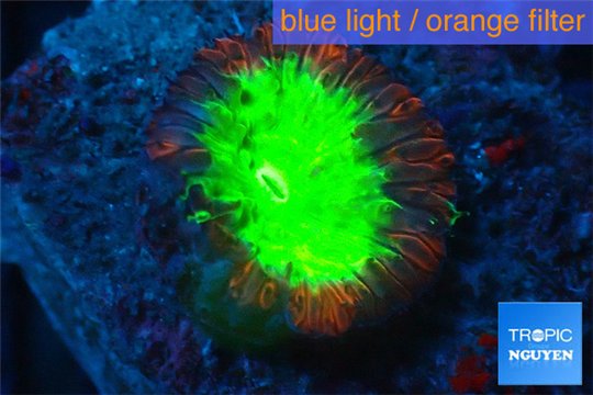 Blastomussa wellsi red green 1 polyp WYSIWYG acclimaté