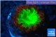 Blastomussa wellsi red green 1 polyp WYSIWYG acclimaté