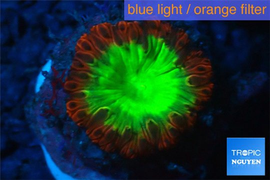 Blastomussa wellsi red green 1 polyp WYSIWYG acclimaté