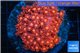 Goniopora red 5-9 cm WYSIWYG acclimaté