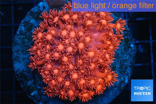Goniopora red 5-9 cm WYSIWYG acclimaté