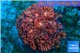 Goniopora red sunset 2-4 cm WYSIWYG acclimaté