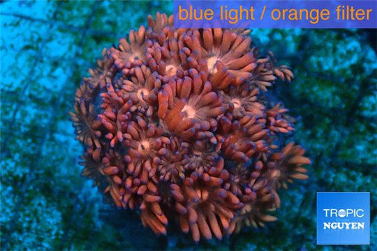 Goniopora red sunset 2-4 cm WYSIWYG acclimaté