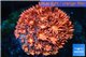 Goniopora red sunset 2-4 cm WYSIWYG acclimaté