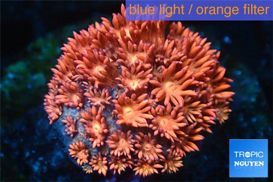 Goniopora red sunset 2-4 cm WYSIWYG acclimaté