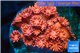Goniopora red 2-4 cm WYSIWYG acclimaté