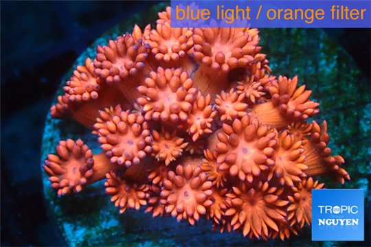 Goniopora red 2-4 cm WYSIWYG acclimaté