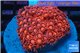 Goniopora red 5-9 cm WYSIWYG acclimaté