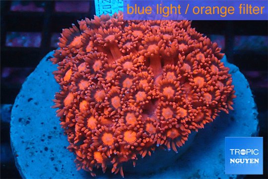 Goniopora red 5-9 cm WYSIWYG acclimaté
