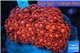 Goniopora red 5-9 cm WYSIWYG acclimaté