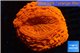 Acanthophyllia full red premium 5-8 cm WYSIWYG acclimaté