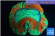 Trachyphyllia tricolor 6-9 cm WYSIWYG acclimaté