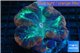 Trachyphyllia red green damaged 7-11 cm WYSIWYG acclimaté