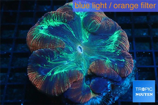 Trachyphyllia red green damaged 7-11 cm WYSIWYG acclimaté