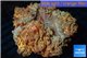 Acanthophyllia golden red premium 5-8 cm WYSIWYG acclimaté