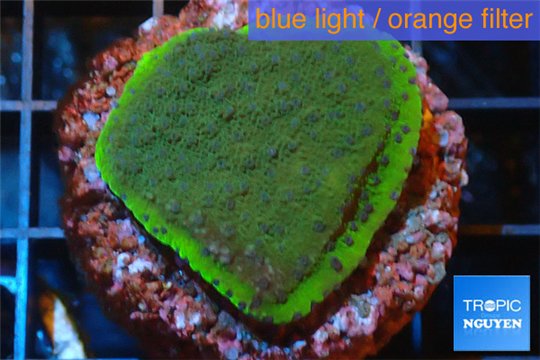 Montipora purple blue 2-4 cm WYSIWYG acclimaté