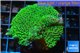 Montipora green & purple polyps 3-4 cm WYSIWYG acclimaté