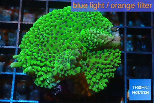 Montipora green & purple polyps 3-4 cm WYSIWYG acclimaté