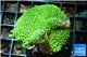 Montipora green & purple polyps 3-4 cm WYSIWYG acclimaté