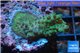 Acropora green purple Australia 3-4 cm WYSIWYG acclimaté