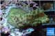 Acropora green purple Australia 3-4 cm WYSIWYG acclimaté