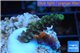 Acropora green purple Indonesia 2-3 cm WYSIWYG acclimaté