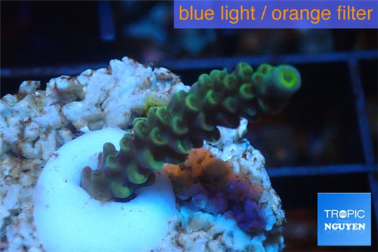 Acropora green purple Indonesia 2-3 cm WYSIWYG acclimaté