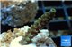 Acropora green purple Indonesia 2-3 cm WYSIWYG acclimaté