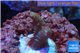 Acropora pink Indonesia 1-2 cm WYSIWYG acclimaté