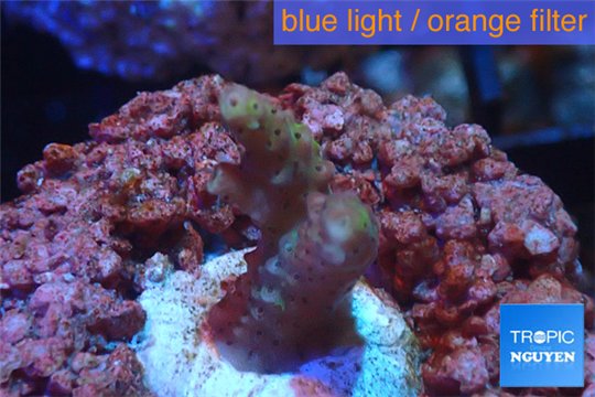 Acropora pink Indonesia 1-2 cm WYSIWYG acclimaté