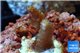 Acropora pink Indonesia 1-2 cm WYSIWYG acclimaté