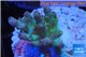 Acropora green purple yellow polyps Fijii 3-4 cm WYSIWYG acclimaté