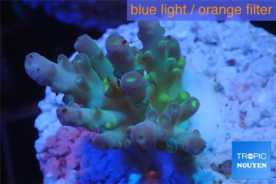 Acropora green purple yellow polyps Fijii 3-4 cm WYSIWYG acclimaté