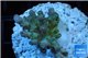 Acropora green purple yellow polyps Fijii 3-4 cm WYSIWYG acclimaté