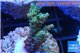Acropora tenuis golden purple Indonesia 3-4 cm WYSIWYG acclimaté