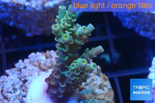 Acropora tenuis golden purple Indonesia 3-4 cm WYSIWYG acclimaté