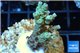 Acropora tenuis golden purple Indonesia 3-4 cm WYSIWYG acclimaté