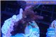 Acropora pink Indonesia frag 3-4 cm WYSIWYG acclimaté