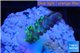 Acropora green purple yellow polyps Fijii 1-2 cm WYSIWYG acclimaté