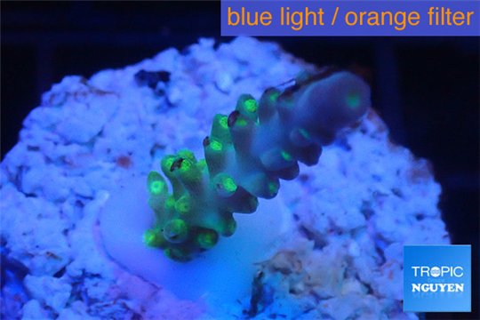 Acropora green purple yellow polyps Fijii 1-2 cm WYSIWYG acclimaté