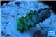 Acropora green purple yellow polyps Fijii 1-2 cm WYSIWYG acclimaté