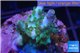 Acropora green purple Australia 2-3 cm WYSIWYG acclimaté