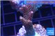 Acropora millepora pink Indonesia 3-4 cm WYSIWYG acclimaté