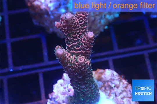 Acropora millepora pink Indonesia 3-4 cm WYSIWYG acclimaté