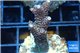 Acropora millepora pink Indonesia 3-4 cm WYSIWYG acclimaté