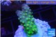 Acropora humilis green purple Fijii 2-4 cm WYSIWYG acclimaté