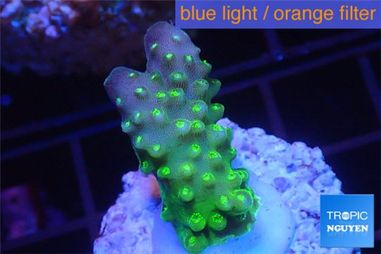 Acropora humilis green purple Fijii 2-4 cm WYSIWYG acclimaté