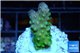 Acropora humilis green purple Fijii 2-4 cm WYSIWYG acclimaté
